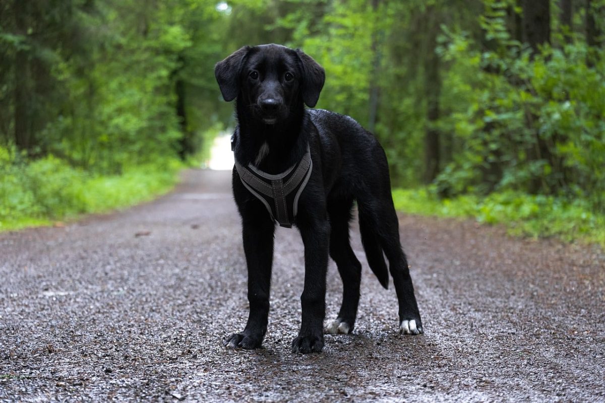 Labrador Retriever appears joyful and active, reflecting its adventurous outdoor spirit.