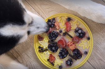 Easy Lick Mat Recipes for Dogs – P.L.A.Y.