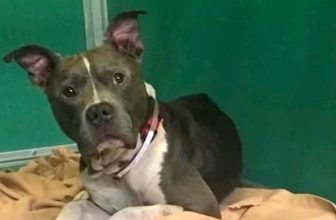 Lost Dog Was 2-Days From Being Put Down, But He Still Hoped Dad Would Save Him