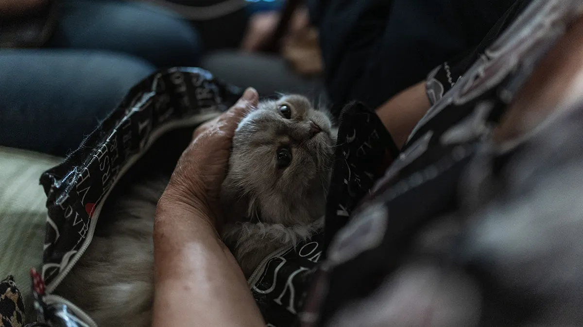 Cat looking up at its owner lovingly.