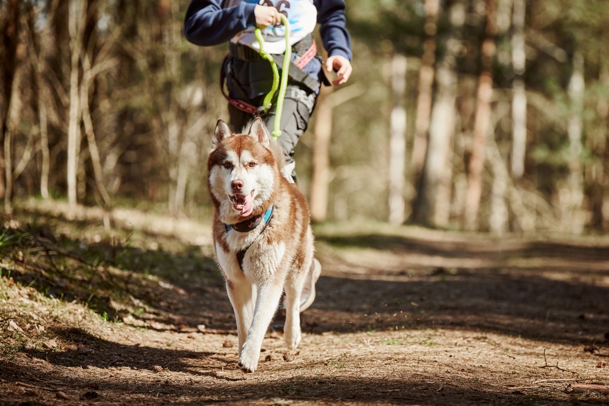 Siberian Husky standing proudly, displaying its rugged energy and adventurous spirit.