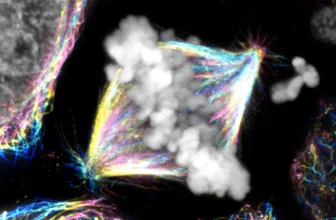 A hidden mechanism changes what we know about cell division