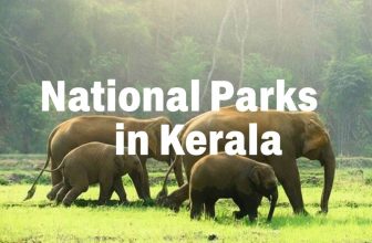 Which Popular National Parks In Kerala Should You Not Miss? – Iris Holidays