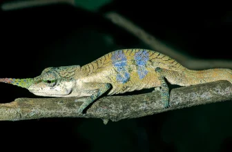A long-nosed chameleon hid its true identity for 150 years