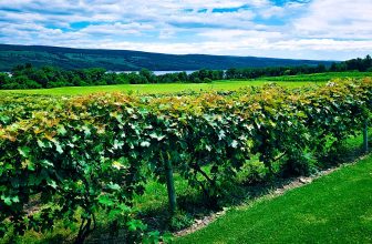 Finger Lakes Pioneer Glenora Wine Cellars Sold