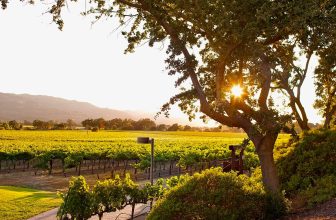 Trinchero To Acquire Mumm Napa From Pernod Ricard