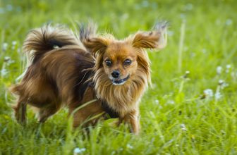 Flea & Tick Prevention for Papillons: A Safe & Effective 4 Step Plan