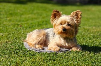 20 Best Foods for Yorkies with Allergies