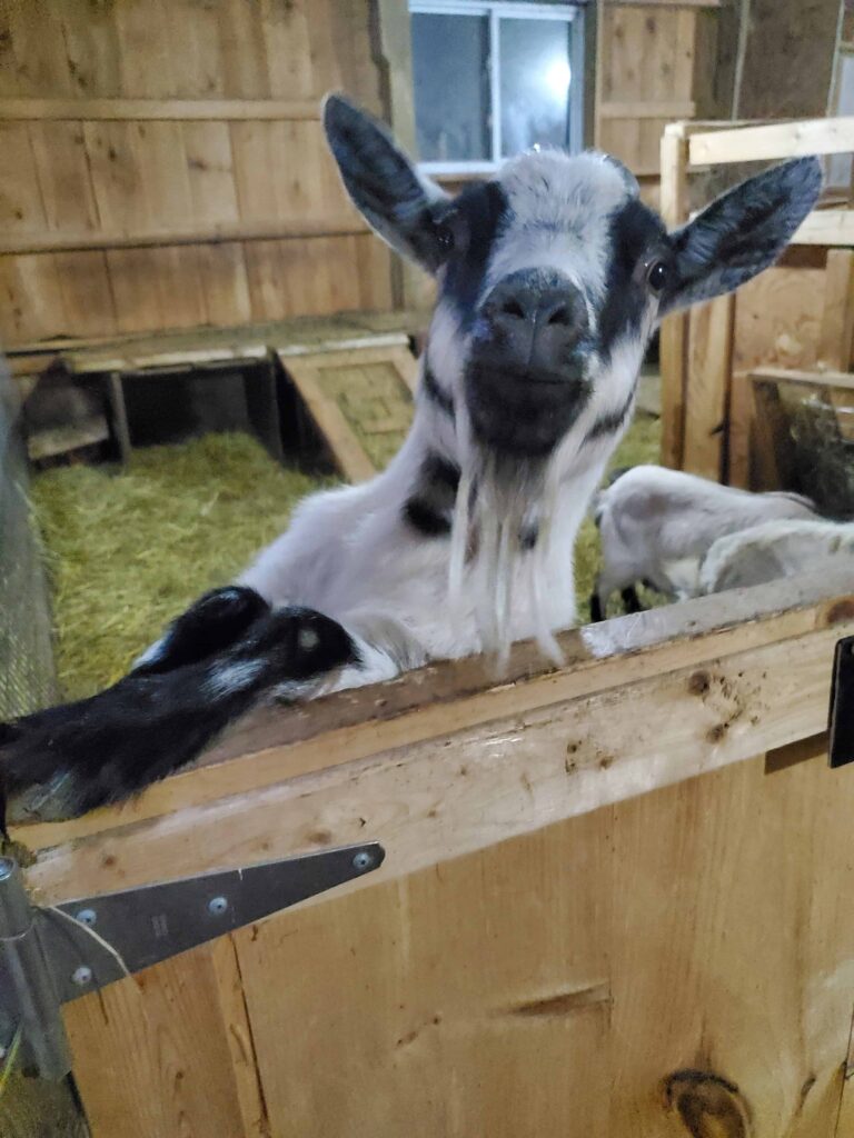 Having fun meeting the goats during my personal experience at The Blue Bruce Bed & Breakfast
