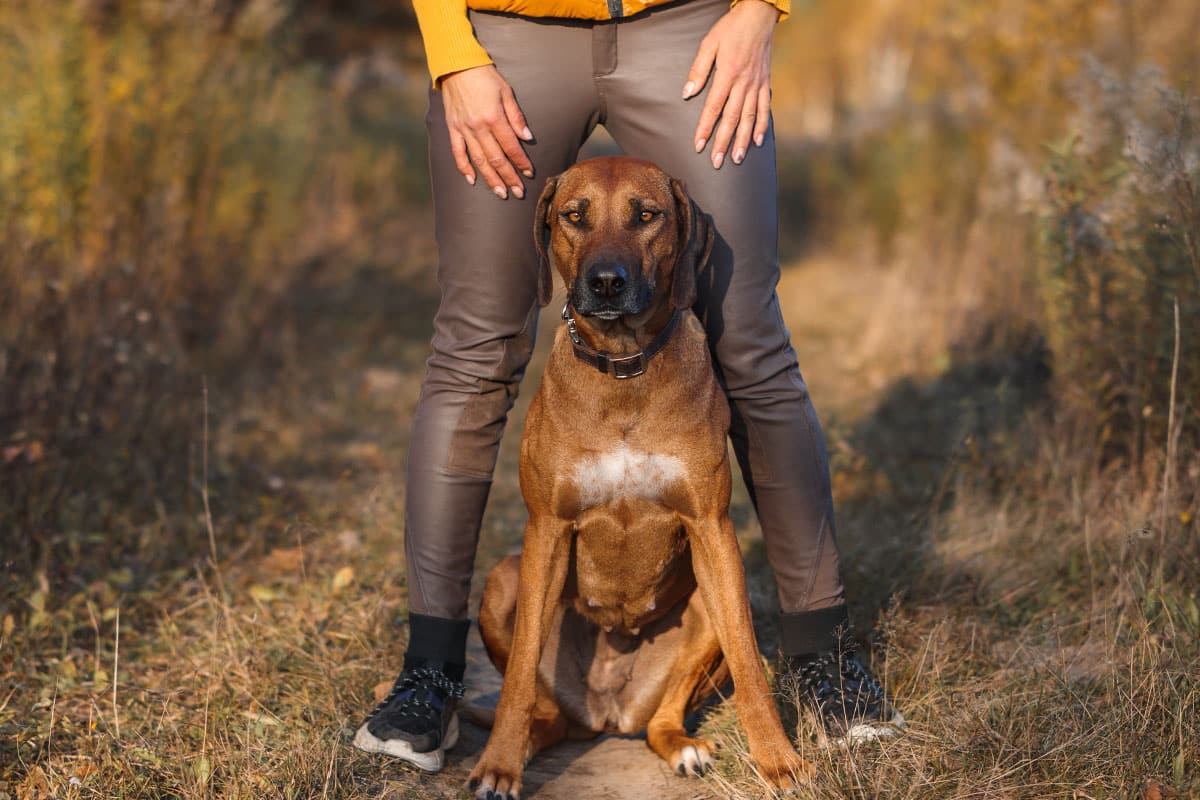 Rhodesian Ridgeback standing confidently, showing strength and fearless outdoor energy.