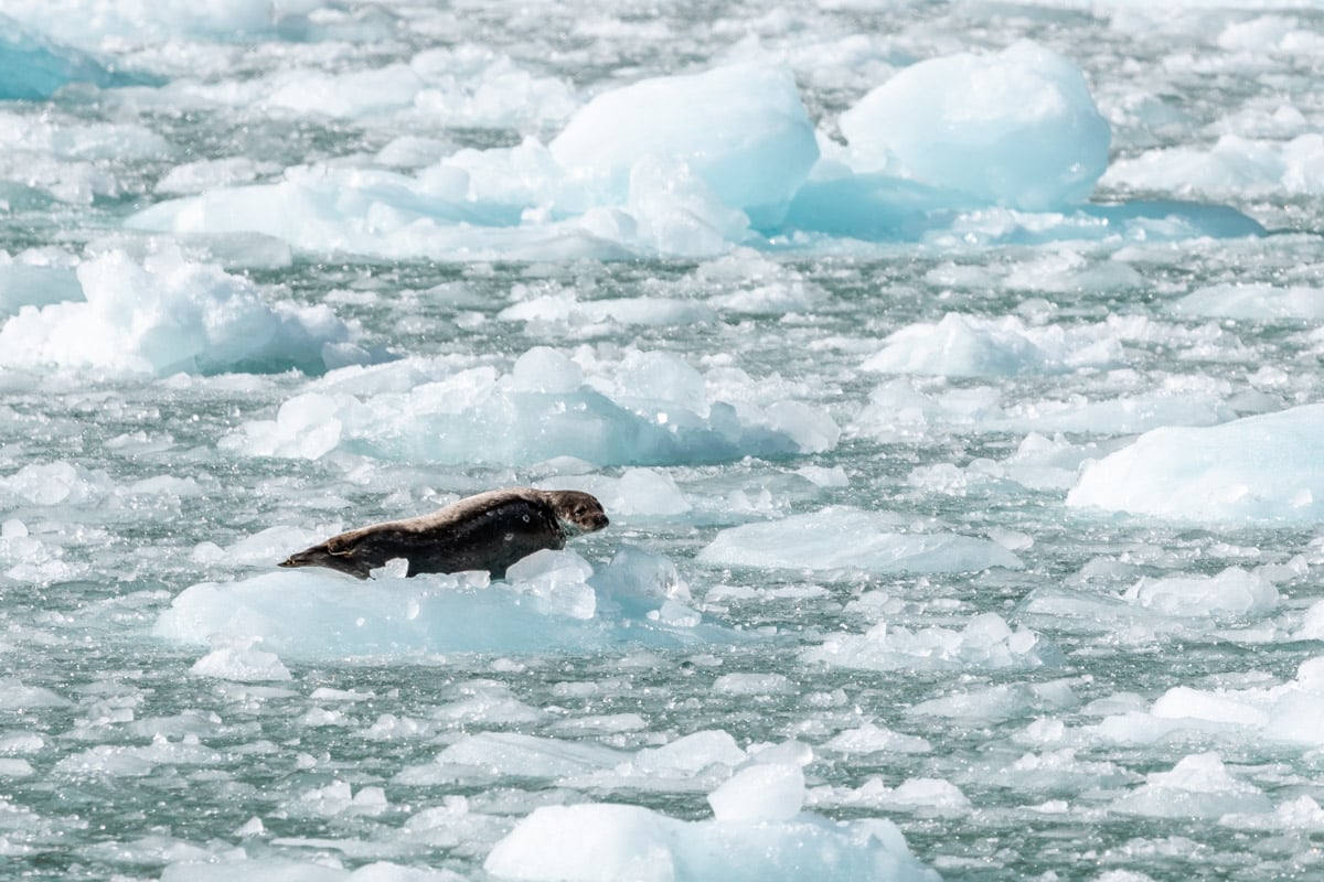 Harbor Seal Floating on an ice burg by glacier in Alaska.