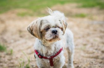 Ideal Diet for Shih Tzu – The Ultimate Shih Tzu Feeding Guide