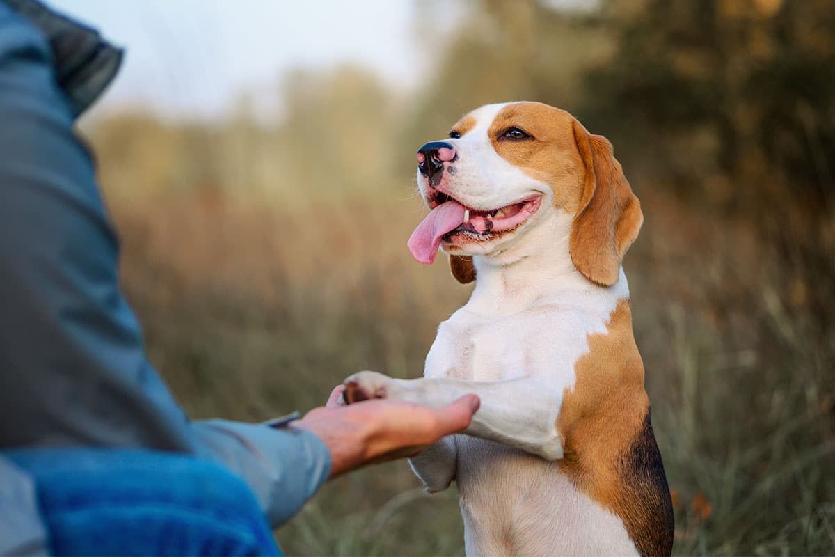 A beagle showing bright curiosity and gentle friendliness in a cheerful moment.