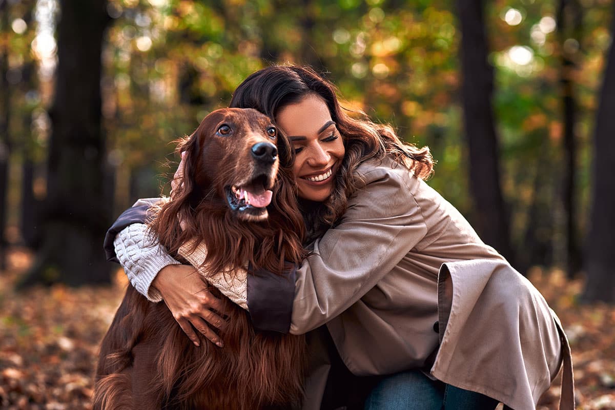 Irish Setter showing energetic friendliness with a lively, welcoming expression.