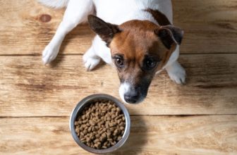 10 Best Air-Dried Dog Foods