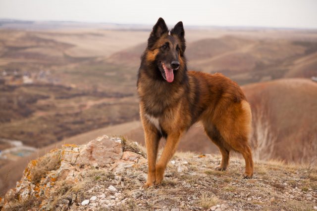 Belgian Tervuren standing poised and alert with natural outdoor athleticism.