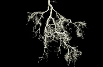 Small root mutation could make crops fertilize themselves