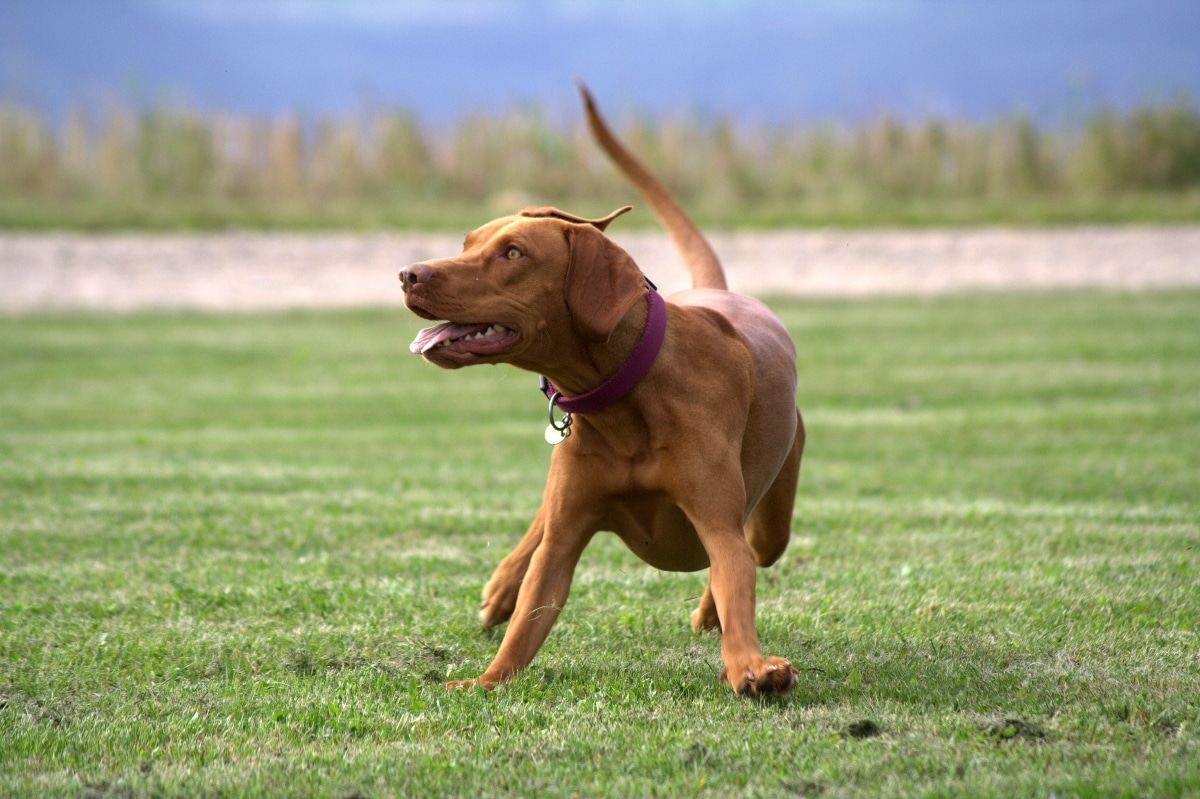 Vizsla stands gracefully with an energetic and warm outdoor-loving presence.