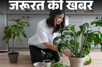 Indoor Plants List: Natural Air Purifier Plants Benefits Explained | जरूरत की खबर- ये 15 पौधे हैं नेचुरल एयर प्यूरीफायर: हवा रखें साफ, बढ़ाएं ह्यूमिडिटी, जानें इनडोर प्लांट्स के 10 हेल्थ बेनिफिट्स