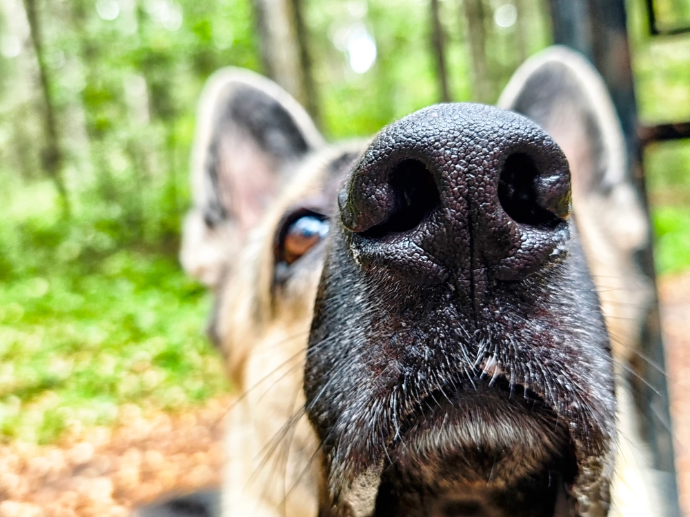 AI Smart Locks Are Getting Better at Pet Recognition