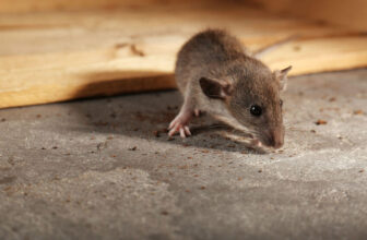 Rodent Control in College Station: How to Win the Battle iPest Solutions | Waco, San Antonio, College Station