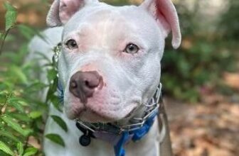 Ikari – VA – Deaf Dogs Rock