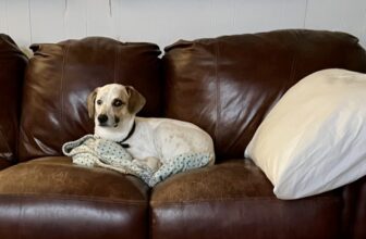 Getting Startled Can Hurt: Does That Happen to My Dog?