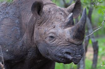 Rhino rush – SafariLIVE Sunset – 30 September  2026