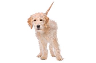 What Is A Straight Hair Labradoodle?