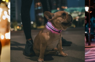 Tips to Safely Walk Your Dog at Night