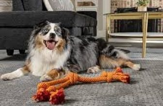 carpet cleaning with pet treatment