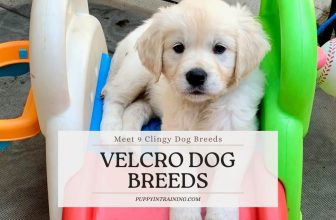 Velcro Dog Breeds – Meet 9 Super Clingy Dog Breeds