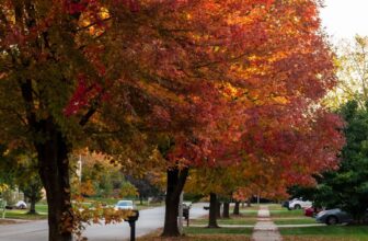 Fall Tree Care Cincinnati | Ahlum & Arbor