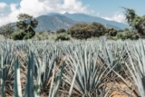 Class action lawsuit accuses Diageo of misleading customers – Drinks International