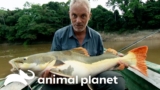 The Deadliest Creatures of Season 6 | River Monsters | Animal Planet