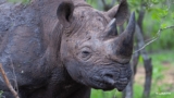Rhino rush – SafariLIVE Sunset – 30 September  2026