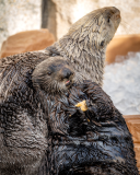 Find out which sea otter your are!