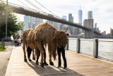 A Herd of 40 Life-Size Bison Puppets Will Stampede Through New York This Weekend to Honor Indigenous History and Resilience