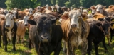 K-State Study: More Producers Turn to LRP as Cattle Market Volatility Rises