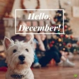 Ykkennel – welcome december