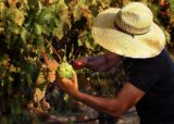 The Farm at the Table — Wine Camp by Craig Camp