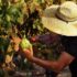When Travel Gives You Lemons – Life Kinetic Travel Research