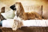 Best Dog Breed if You Have Allergies