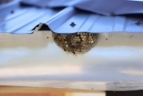 How Does Bee Removal Evaluate Foraging Range Dynamics to Develop Site-Specific Relocation Strategies that Minimize Colony Stress?