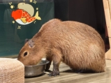 Capybara Cafe in Qingdao China