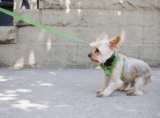 My Dog Is Having Trouble Standing and Walking – 7 Possible Causes
