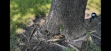 Girdling Tree Root Mitigation | Haslet, Texas