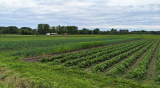 Statewide survey shows Minnesota farmers need more support to build climate resilience