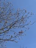 Spring makes my heart sing