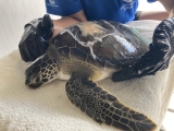 Sea Turtle Hospital Patient – Medusa